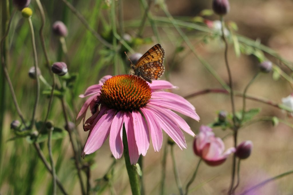Biodiversità e manutenzione del verde
