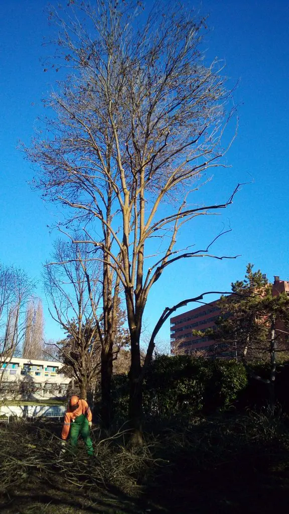 Potatura alberi al alto fusto a Pieve Emanuele